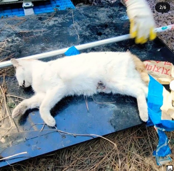김해 동물단체에서 보낸 중성화 수술 이후 김해 칠산에서 발견된 길고양이 사체