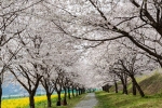 밀양강 벚꽃길